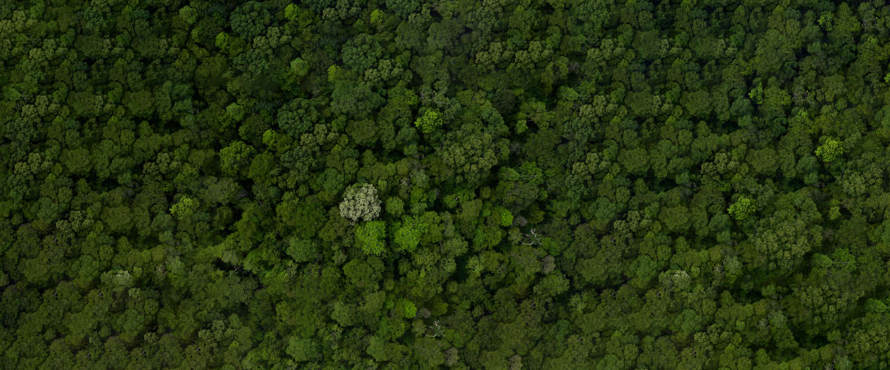 Scanforest - lidar forêt