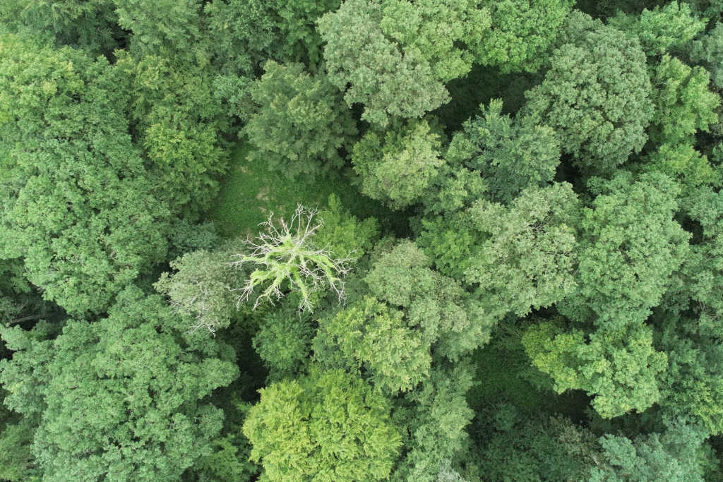 Scanforest - Dépérissement d'un arbre